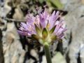 Knautia baldensis